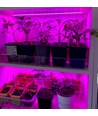 0,5m 10,5W Wasserdichtes Alu-Profil für Pflanzenwachstum - 24V DC, IP65, 3:1 Rot/Blau-Verhältnis, mit Stecker