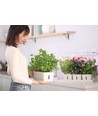 LEDlife hydroponische Pflanzenwanne - Weiß, inkl. Wachstumslicht, 20 Plätze, 4x2L Wassertank