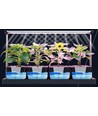 LEDlife hydroponische Pflanzenwanne - Weiß, inkl. Wachstumslicht, 20 Plätze, 4x2L Wassertank