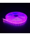 5m 10W/m Pink LED-Streifen - 24V DC, IP65, 120 LEDs pro Meter