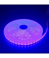 5m 10W/m Lila LED-Streifen - 24V DC, IP65, 120 LEDs pro Meter