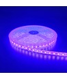 5m 10W/m Lila LED-Streifen - 24V DC, IP65, 120 LEDs pro Meter