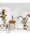 LEDlife Pflanzenlicht mit Spieß - 12W, Timer, dimmbar, höhenverstellbar