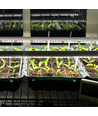 LEDlife Pro-Grow 2.0 Wachstumsleuchte - 30 cm, 4W LED, Vollspektrum, IP65