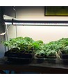 LEDlife Pro-Grow 2.0 Wachstumssatz - 2 x 90 cm, 30W LED, Vollspektrum