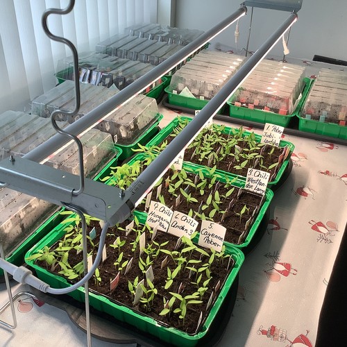 LEDlife Pro-Grow 2.0 Wachstumskit - 2 x 60 cm, 20W LED, Vollspektrum