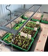 LEDlife Pro-Grow 2.0 Wachstumssatz - 2 x 120 cm, 36W LED, Vollspektrum