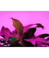 5 m wasserdichter Pflanzen-LED-Streifen - Komplett mit Stecker, 230V, IP67, 180 LEDs, 10W pro Meter