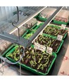 LEDlife Max-Grow 2.0 Pflanzenlampe-Set - 2 x 120 cm, 60W LED, Vollspektrum